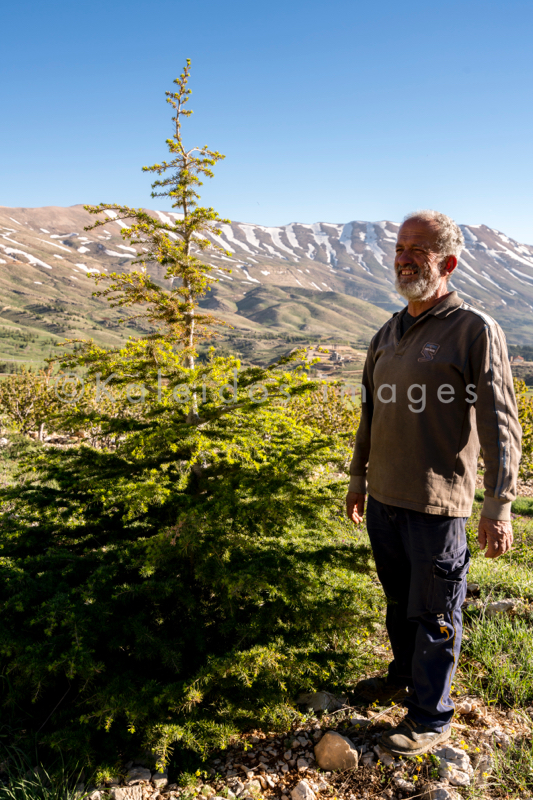 Al Arz;Kaleidos;Kaleidos images;Lebanon;Middle East;Near East;Tarek Charara;Youssef Tawk;Cedars;Cedars of Lebanon;Cedrus libani